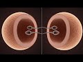 The Science Behind Twins | From Fertilization to Birth
