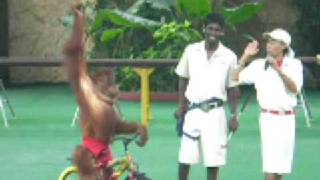 Monkey Riding Bicycle At Multi Animal Show At Melacca.