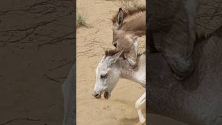 #donkey #animals #youtubeshorts #pets #nature #shortsviral Resimi