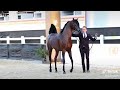 شاهد جمال الخيل العربي الاصيل(وادي الشقب)