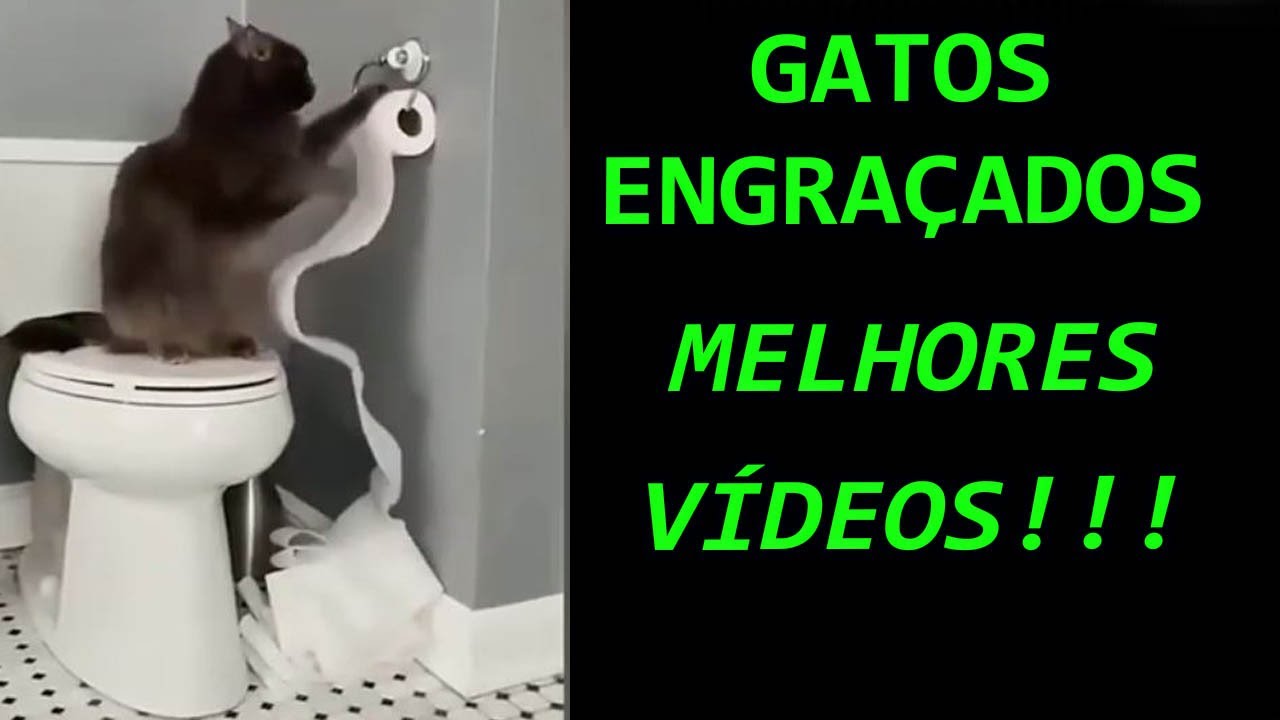 Vídeos Engraçados (gatos) 