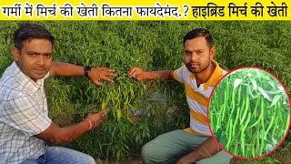 गर्मी में मिर्च की खेती | Hybrid Chilli Farming | मिर्च कब लगाए | Ditesh