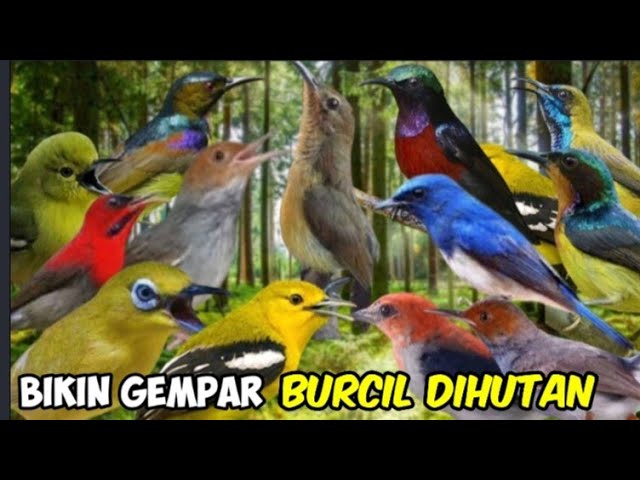 Bikin Gempar!! Mikat Sogon Dan Burcil Pake Suara Ini Auto Dapet Banyak class=