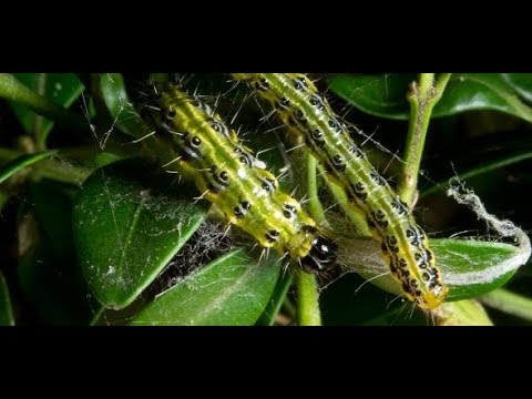 Video: Häufige Buchsbaumschädlinge identifizieren: Tipps zur Behandlung von Käfern auf Buchsbäumen