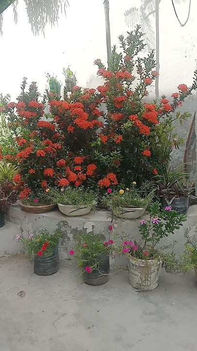 My garden 🏡