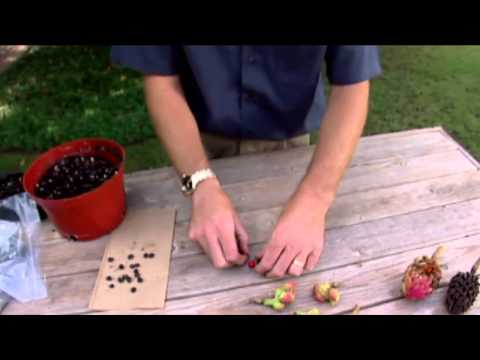 ቪዲዮ: Magnolia Seed Pods - Magnolias ከዘር ለማደግ የሚረዱ ምክሮች