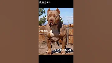 رقم واحد انا دوله 