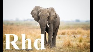 Great  Elephant, Nature 2018 HD  Documentary.