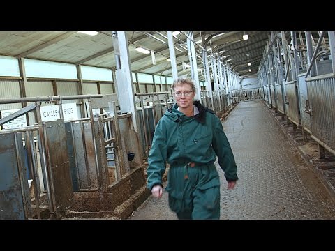 Video: Forskning Om Smärtrelaterat Beteende Efter Spays Och Neutrar Mer Meningslösa Studier Inom Veterinärmedicin