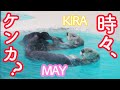 【可愛くて笑っちゃう】ラッコのメイちゃんとキラちゃんのフリータイム! Sea Otterr”May and Kira&quot; Toba Aquarium鳥羽水族館 2021.4
