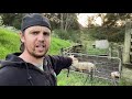 Baby guinea pigs plus animal feeding | day 5 daily vlog