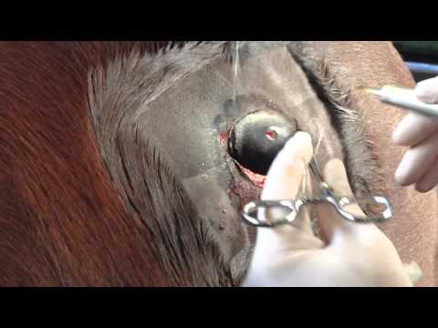 Video: Tumor Kulit (Sarkoid Equine) Pada Kuda