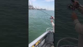 Detroit River Walleye #subscribe #fishing #michigan #pontoon #shorts