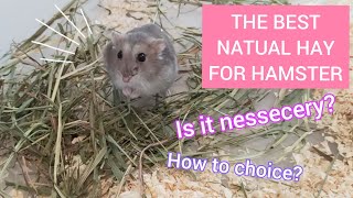 Is the Hay is nessecery for the hamster?