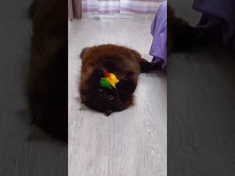 Мышки для Пряни 🐭 #cat #catlover #catvideos #catshorts #kitten #kitty #animals #funnymoments #котики