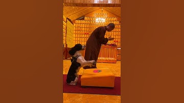 Thumbnail of This dog is so kind and worships so well #Everything in the #namo #buddham🙏prayer #dog #257#viral
