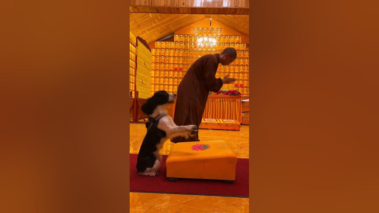 This dog is so kind and worships so well #Everything in the #namo #buddham🙏prayer #dog #257#viral This dog is so kind and worships so well #Everything in the #namo #buddham🙏prayer #dog #257#viral