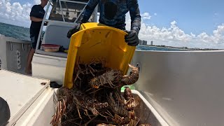 Lobster Mini-Season 2024 Day 1 Limit plus a few exotics!