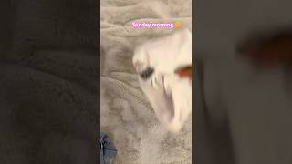 Download Lagu #angel #audio #music #aesthetic #ghanavlogs #ghana #didi #goviral #shortvideo MP3