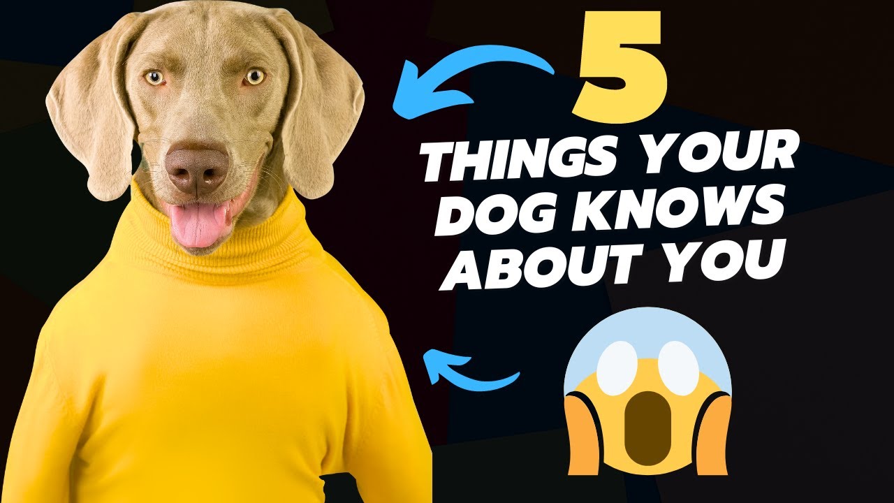 5 things your dog knows about you - YouTube