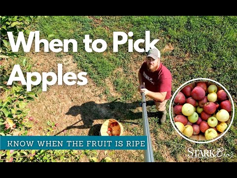 Video: Wanneer om goeieland-appels te pluk?