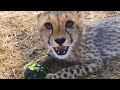 The Cheetahs Are Growing Up | The Lion Whisperer