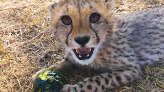 The Cheetahs Are Growing Up | The Lion Whisperer