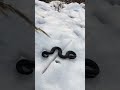 Змеи греются на солнышке #travel #nature #snake