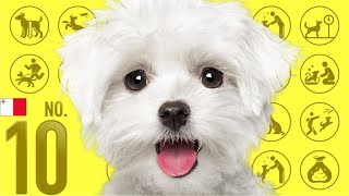 No.10 Maltese ❤️ TOP 100 Cute Dog Breeds Video by Dogs 101 ❤️ I want a dog! 1,012 views 2 years ago 8 minutes, 1 second