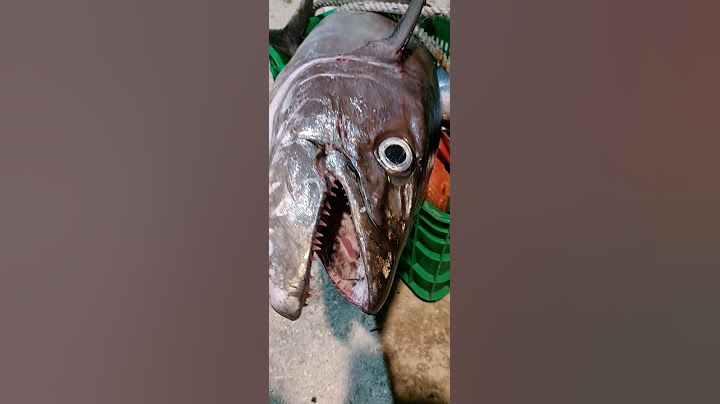 Big Tuna fish سمكة التونة العنيدة المتوحشة #fish #catchingfish #fishing