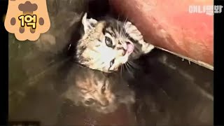 'SAVE ME!' Rescue This Kitten Stuck In Narrow Pipe With No Exit