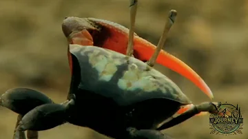 Crab Chronicles: Exploring the World’s Most Amazing Crabs 🌊🦀