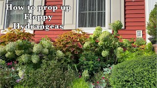 How to Prop up Floppy Hydrangeas