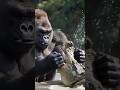 GORILLA VS CROCK #animallovers #monkeyseemonkeydo #monkeymagic #fyp