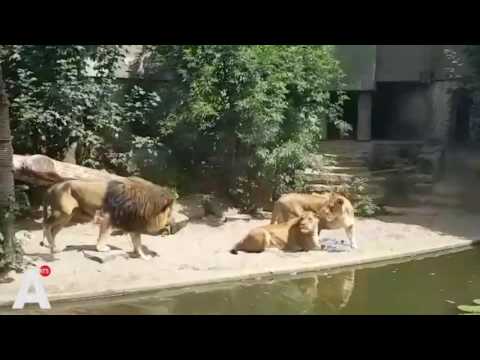 Leeuw is reiger te snel af in Artis