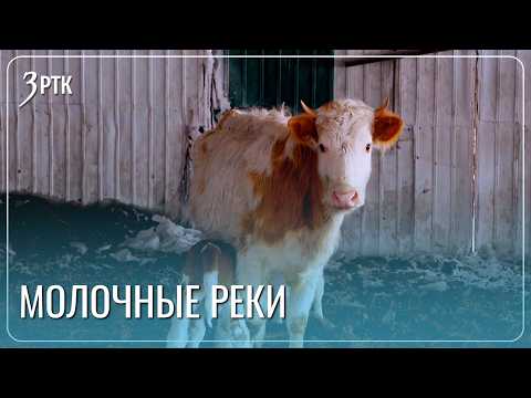 Фермер из Забайкалья хочет внедрить ИИ в процесс дойки коров