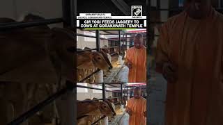 Watch Up Cm Yogi Adityanath Feeds Jaggery To Cows At Gorakhnath Temple