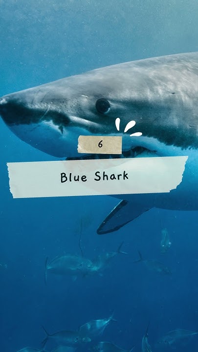 10 Most Dangerous Types of Sharks to Humans #sharks #animals #