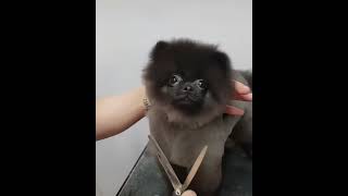 Haircut @AnimalsandSynthesizers
