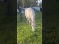 #horse #horses #equestrian #ppp #automobile #ariat #hospital #horsegirl #animals #greenscreen