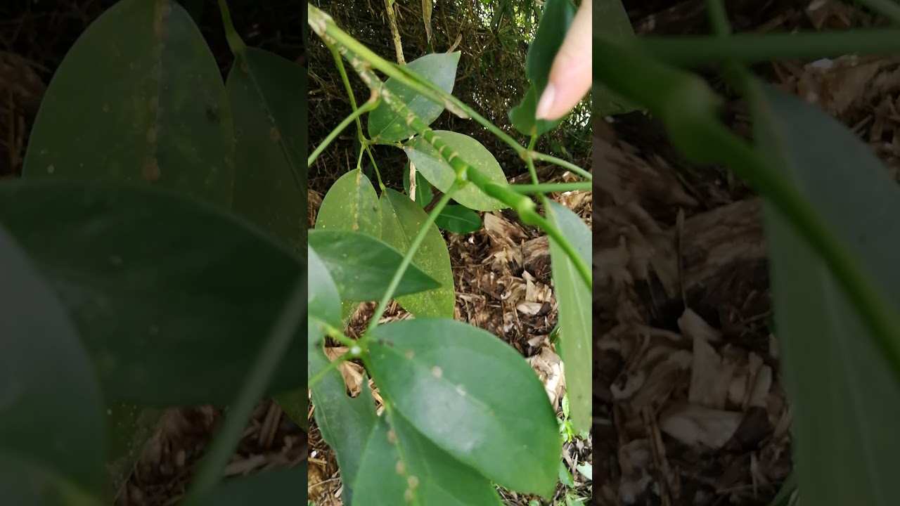 Apiales. Araliaceae. Schefflera sp. Borneo.