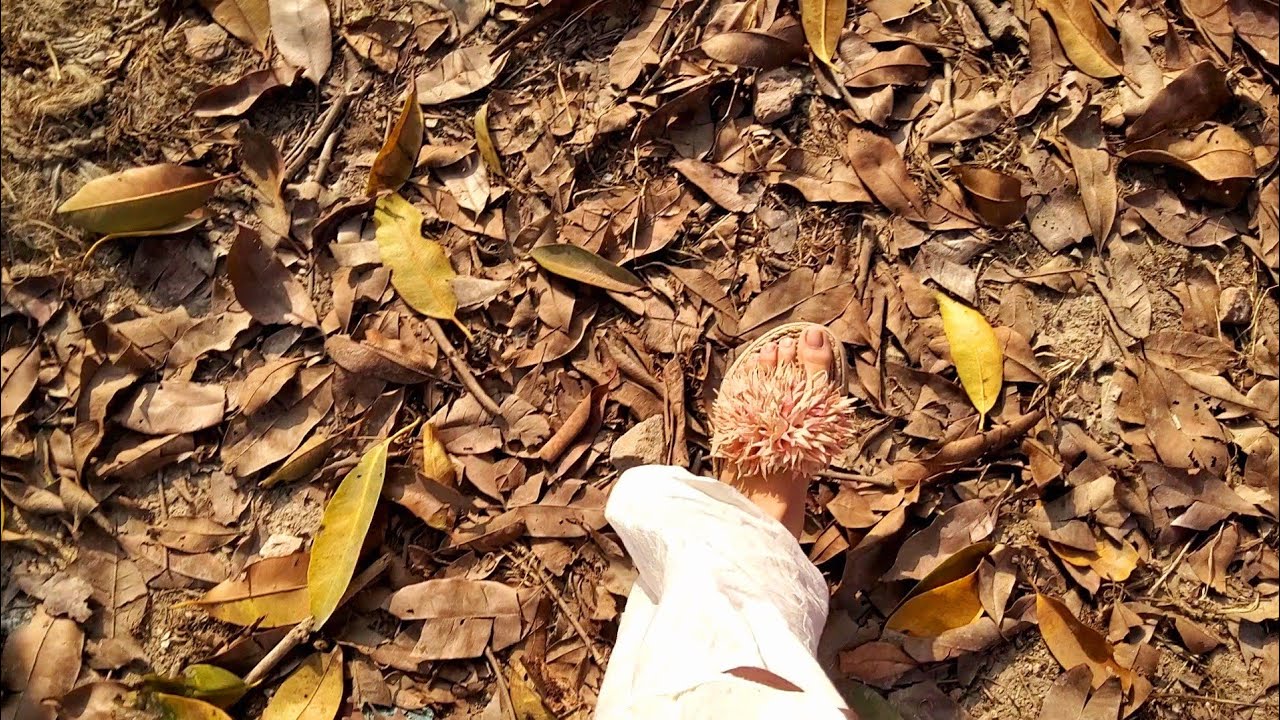 walking on leaves ll crunchy and satisfying leaves sound ll Village