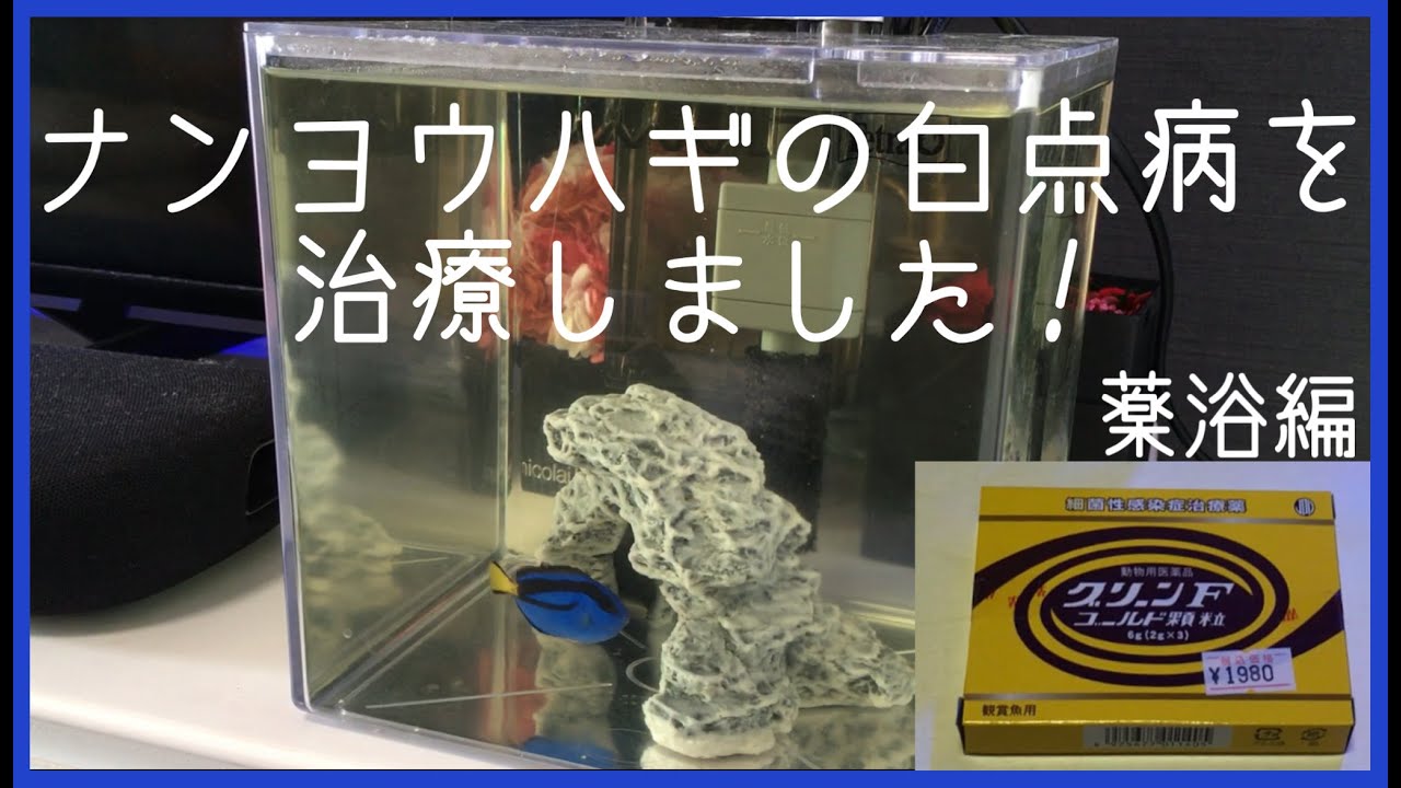【15】ナンヨウハギの白点病を治療しました！薬浴編・グリーンゴールドF顆粒🐠