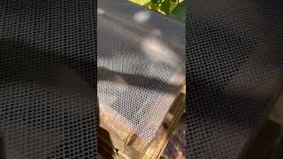 Apis Cerana #lebah#apiscerana #honey#shortvideo