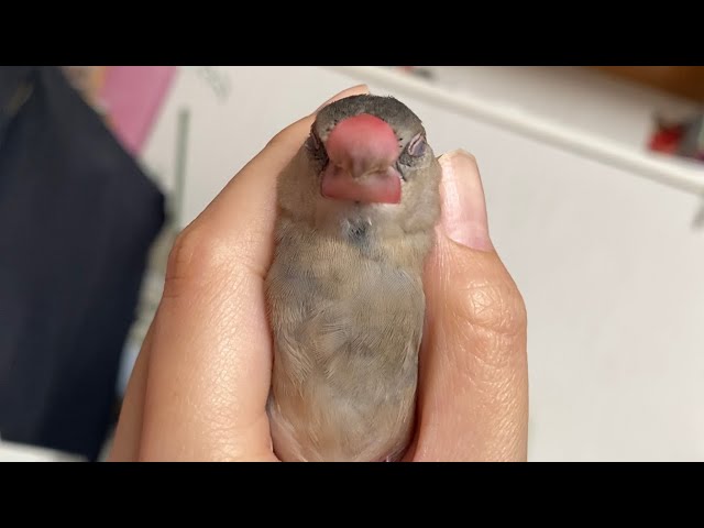 マツタケブンチョウ - YouTube