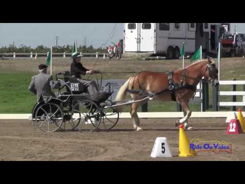 036C Ginny Leal Preliminary Single Pony Cones Sargent Equestrian CDE Aug. 2016