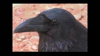Watch Inkubus Sukkubus The Witch Of Berkeley video