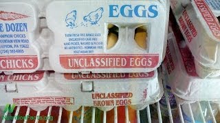 Debunking Egg Industry Myths