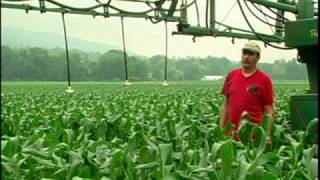 Sweet Corn -  Williams Farm, S. Deerfield, MA