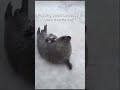 Posting seals because it gets views day 1